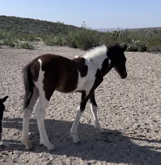 Colt by El Norteño