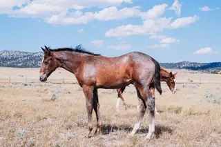 ITSTHISCHICSTIME, Foal Quarter Horse Filly for Sale in MT
