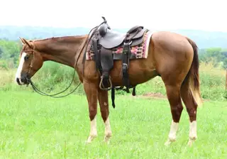 A Magic Trick, 2 Year Old Sorrel Quarter Horse Gelding for Sale in Mansfield, AR