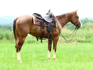 A Magic Trick, 2 Year Old Sorrel Quarter Horse Gelding for Sale in Mansfield, AR, photo 2 of 4