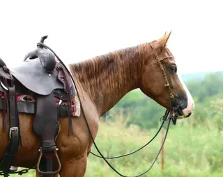 A Magic Trick, 2 Year Old Sorrel Quarter Horse Gelding for Sale in Mansfield, AR, photo 3 of 4
