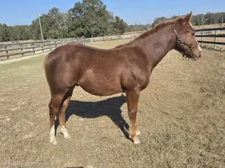 Colt by Sparklin Magnum