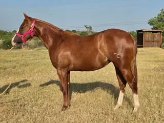 CR Stylish Saint 70 (Martina), 1 Year Old Sorrel Quarter Horse Filly for Sale in Llano, TX, photo 2 of 5