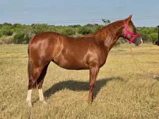 CR Stylish Saint 70 (Martina), 1 Year Old Sorrel Quarter Horse Filly for Sale in Llano, TX, photo 3 of 5