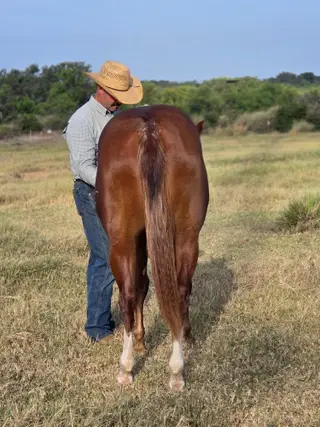 CR Stylish Saint 70 (Martina), 1 Year Old Sorrel Quarter Horse Filly for Sale in Llano, TX, photo 4 of 5
