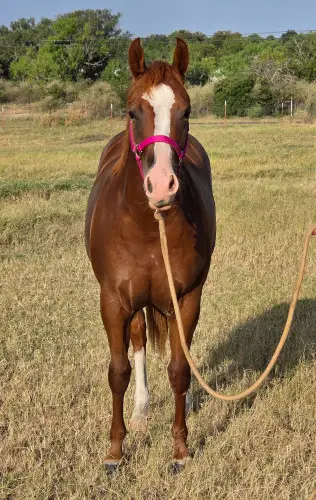CR Stylish Saint 70 (Martina), 1 Year Old Sorrel Quarter Horse Filly for Sale in Llano, TX, photo 5 of 5