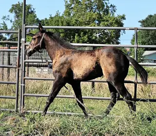 Colt by Swing Wide