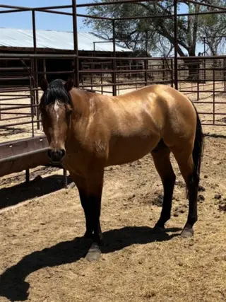 Dun Quarter Horse Stallion