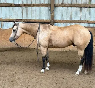 Mobbin For Chex, 8 Year Old Buckskin Quarter Horse Gelding for Sale in Carthage, MO