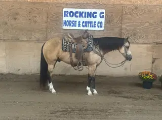 Mobbin For Chex, 8 Year Old Buckskin Quarter Horse Gelding for Sale in Carthage, MO, photo 2 of 2