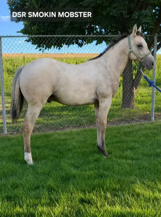 DSR Smokin Mobster, Foal Dunskin Quarter Horse Colt for Sale in Wapato, WA