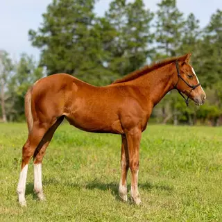 CatsJustDoItBetter (Nike), Foal Sorrel Quarter Horse Filly for Sale in Ponoka