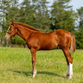 CatsJustDoItBetter (Nike), Foal Sorrel Quarter Horse Filly for Sale in Ponoka, photo 2 of 5