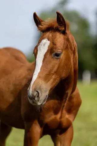 CatsJustDoItBetter (Nike), Foal Sorrel Quarter Horse Filly for Sale in Ponoka, photo 4 of 5