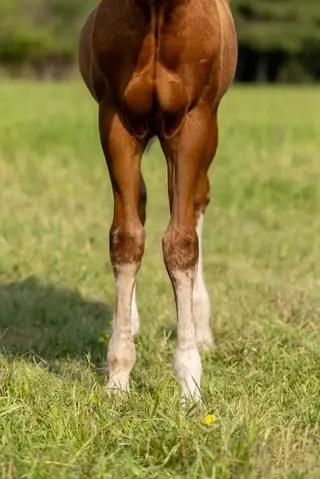 CatsJustDoItBetter (Nike), Foal Sorrel Quarter Horse Filly for Sale in Ponoka, photo 5 of 5