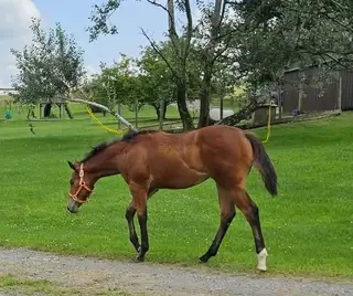 Made Four Dancin, Foal Bay Quarter Horse Filly for Sale in Albright, WV