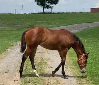 Made Four Dancin, Foal Bay Quarter Horse Filly for Sale in Albright, WV, photo 3 of 4