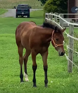 Made Four Dancin, Foal Bay Quarter Horse Filly for Sale in Albright, WV, photo 4 of 4