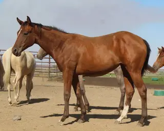 KT Hot Grande Mocha, 1 Year Old Bay Quarter Horse Filly for Sale in Connell, WA