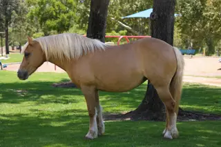 GGC Sunday Sauce (Ragu), 12 Year Old Quarter Horse Gelding for Sale in Athens, TX