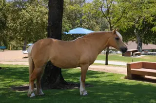 GGC Sunday Sauce (Ragu), 12 Year Old Smoky Black Quarter Horse Gelding for Sale in Athens, TX, photo 2 of 4