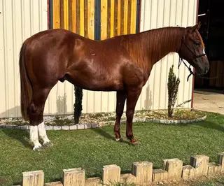 Juan, 2 Year Old Sorrel Quarter Horse Gelding for Sale in Gainesville, TX