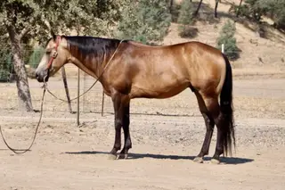 Arnold Palmer, 8 Year Old Buckskin Quarter Horse Gelding for Sale in Paicines, CA, photo 2 of 4