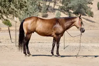 Arnold Palmer, 8 Year Old Buckskin Quarter Horse Gelding for Sale in Paicines, CA, photo 3 of 4