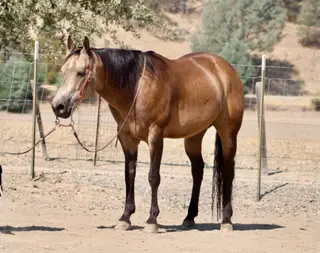 Arnold Palmer, 8 Year Old Buckskin Quarter Horse Gelding for Sale in Paicines, CA