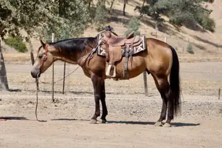 Arnold Palmer, 8 Year Old Buckskin Quarter Horse Gelding for Sale in Paicines, CA, photo 4 of 4