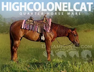 Highcolonelcat (Ginger)