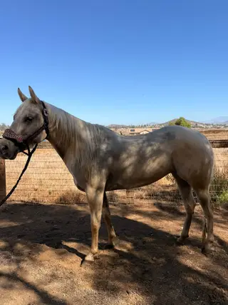 Lenalot And Drift (Bestie), 4 Year Old Palomino Quarter Horse Mare for Sale in Winchester, CA