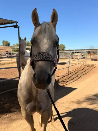 Lenalot And Drift (Bestie), 4 Year Old Palomino Quarter Horse Mare for Sale in Winchester, CA, photo 2 of 5