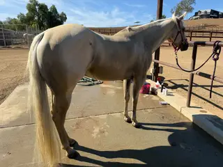 Lenalot And Drift (Bestie), 4 Year Old Palomino Quarter Horse Mare for Sale in Winchester, CA, photo 5 of 5