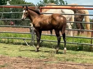 Ravens Stepping Hot, 1 Year Old Bay Quarter Horse Filly for Sale in Wynnewood, OK, photo 3 of 5