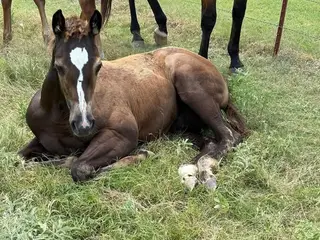 Ravens Stepping Hot, 1 Year Old Bay Quarter Horse Filly for Sale in Wynnewood, OK, photo 4 of 5