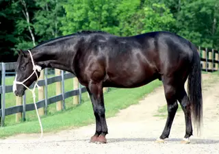 Docs Hot Tater Tot (Kaddo)