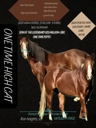 One Time High Cat, 5 Year Old Sorrel Quarter Horse Stallion for Sale in Ree Heights, SD