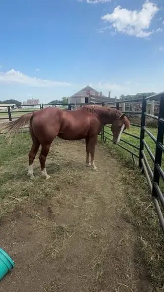 One Time High Cat, 5 Year Old Sorrel Quarter Horse Stallion for Sale in Ree Heights, SD, photo 2 of 3