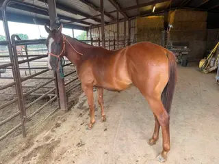 Bumps, 1 Year Old Sorrel Quarter Horse Gelding for Sale in Mount Pleasant, TX