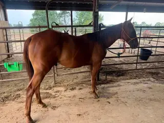 Bumps, 1 Year Old Sorrel Quarter Horse Gelding for Sale in Mount Pleasant, TX, photo 2 of 2