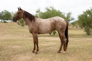 Dangerous Metal, 3 Year Old Red Roan Quarter Horse Mare for Sale in Scottsdale, AZ