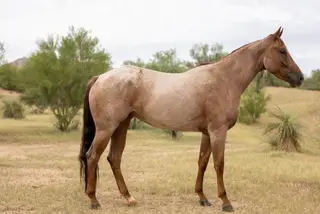 Dangerous Metal, 3 Year Old Red Roan Quarter Horse Mare for Sale in Scottsdale, AZ, photo 2 of 3
