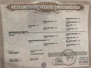 Dangerous Metal, 3 Year Old Red Roan Quarter Horse Mare for Sale in Scottsdale, AZ, photo 3 of 3