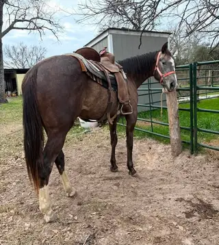 DHS Rose Boquet, 3 Year Old Grey Quarter Horse Filly for Sale in Normangee, TX