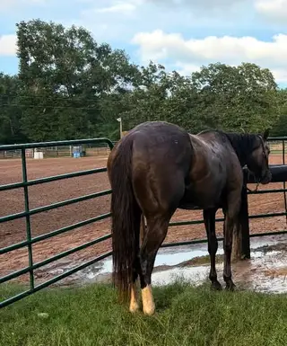 DHS Rose Boquet, 3 Year Old Grey Quarter Horse Filly for Sale in Normangee, TX, photo 2 of 5