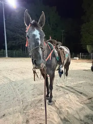 DHS Rose Boquet, 3 Year Old Grey Quarter Horse Filly for Sale in Normangee, TX, photo 3 of 5