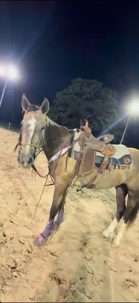 DHS Rose Boquet, 3 Year Old Grey Quarter Horse Filly for Sale in Normangee, TX, photo 4 of 5