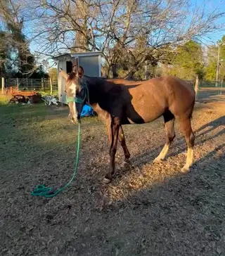 DHS Rose Boquet, 3 Year Old Grey Quarter Horse Filly for Sale in Normangee, TX, photo 5 of 5