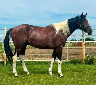Catz Ramboing Skip (Ozzy), 2 Year Old Paint Horse Gelding for Sale in Wagner, SD
